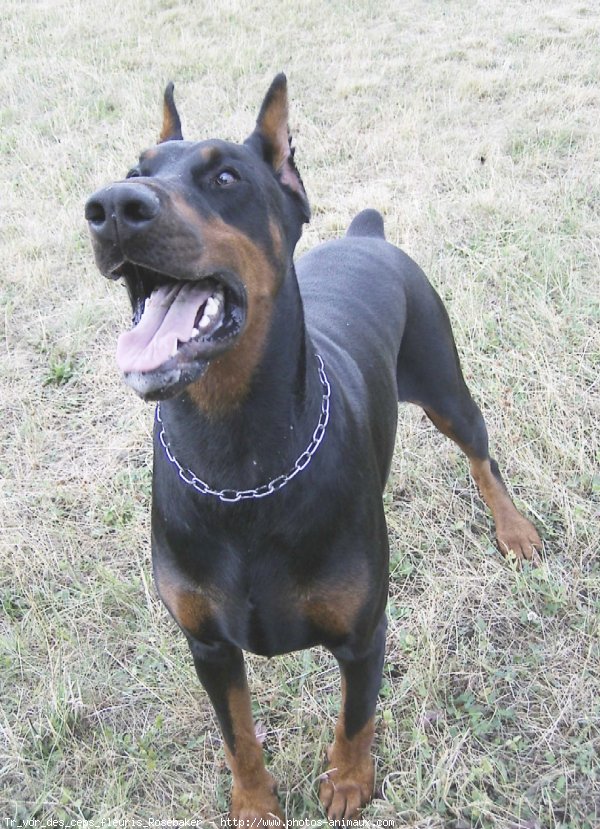 Photo de Dobermann