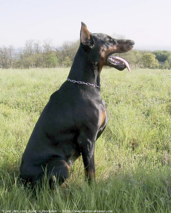 Photo de Dobermann