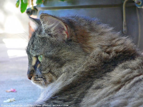 Photo de Chat domestique