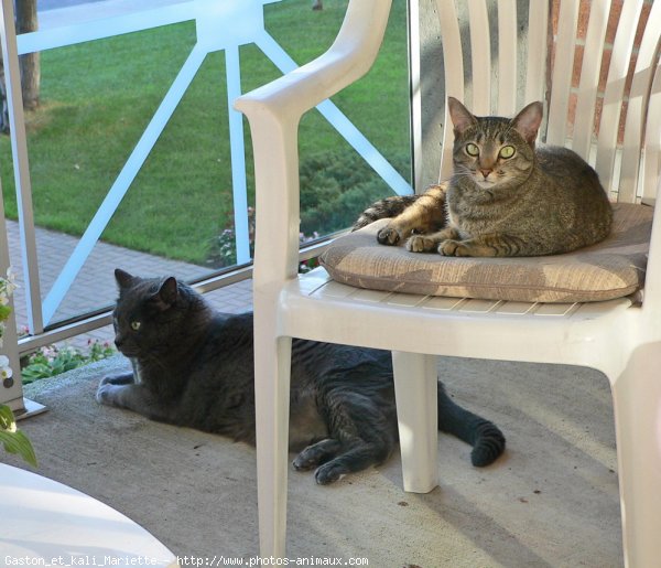 Photo de Chat domestique