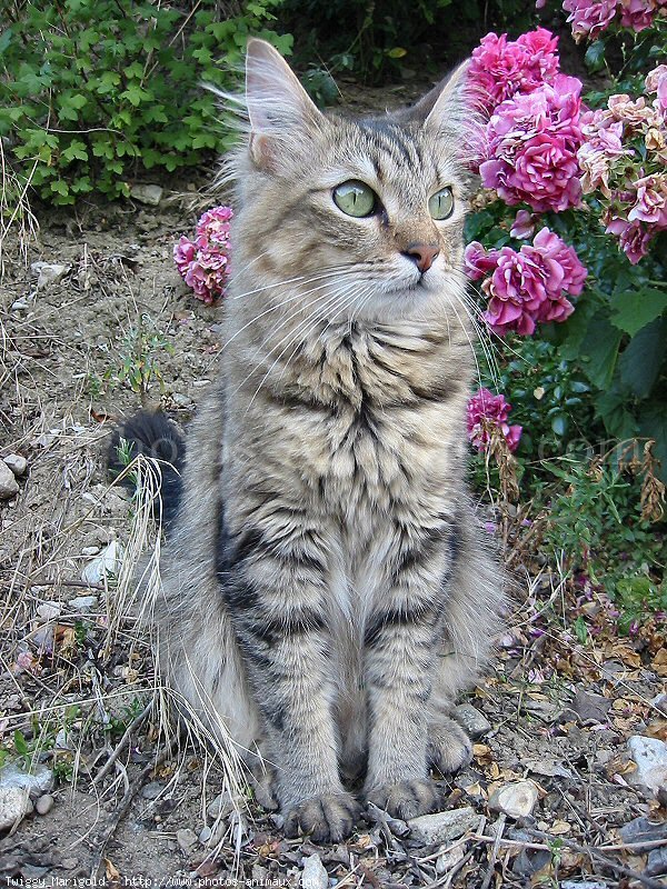 Photo de Chat domestique