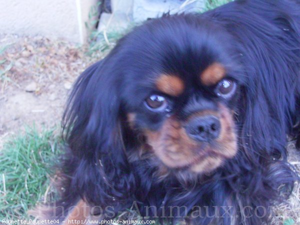 Photo de Cavalier king charles spaniel