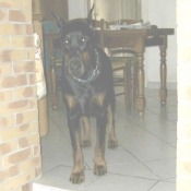 Photo de Dobermann