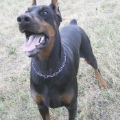 Photo de Dobermann