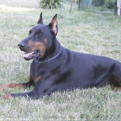 Photo de Dobermann