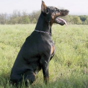 Photo de Dobermann