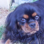 Photo de Cavalier king charles spaniel