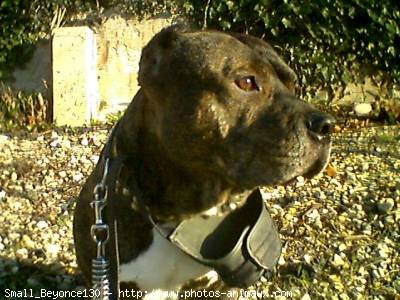 Photo d'American staffordshire terrier