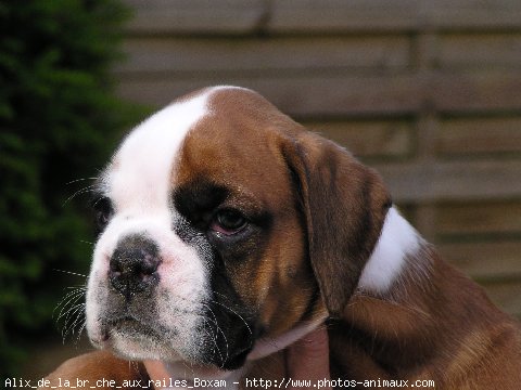 Photo de Boxer