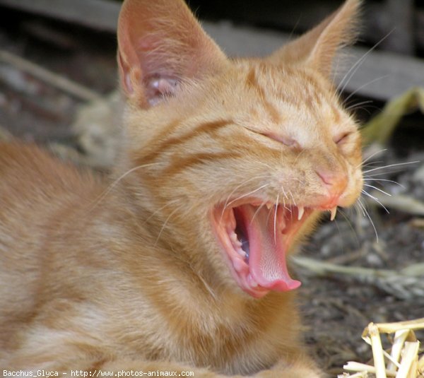 Photo de Chat domestique