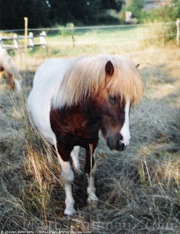 Photo de Shetland