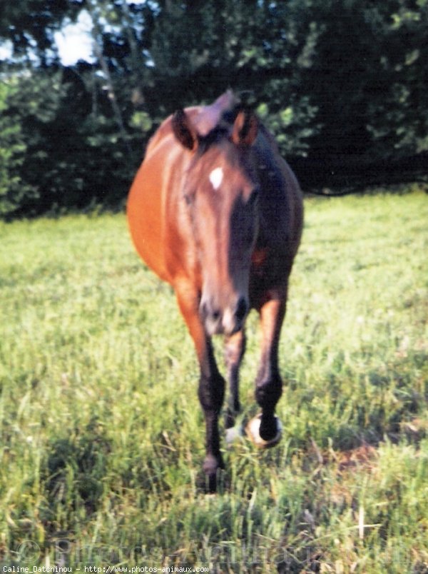 Photo de Trotteur franais