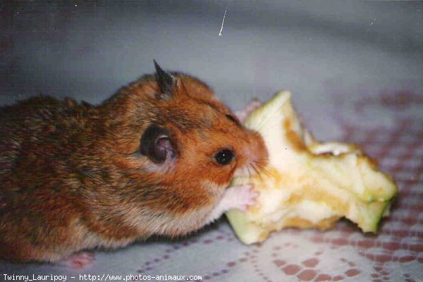 Photo de Hamster