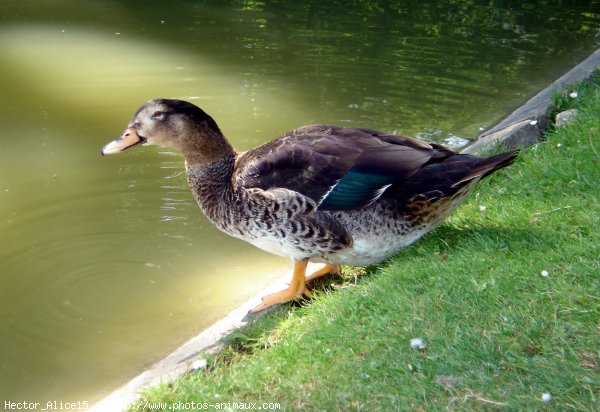 Photo de Canard