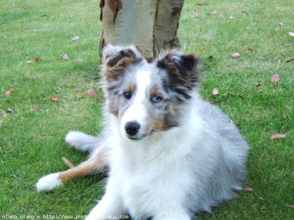 Photo de Chien de berger des shetland