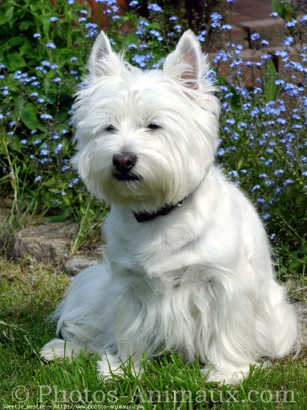 Photo de West highland white terrier