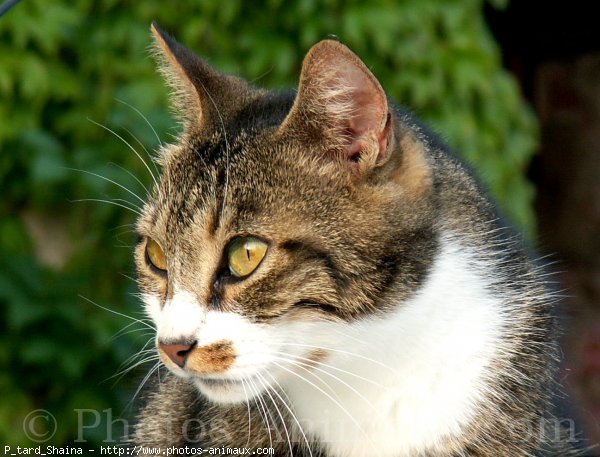 Photo de Chat domestique