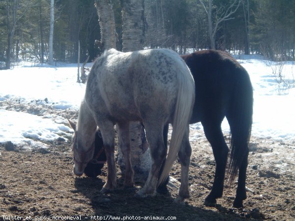 Photo de Races diffrentes