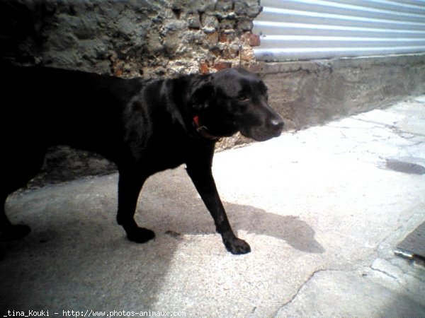 Photo de Labrador retriever