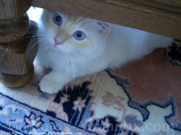 Photo de Ragdoll