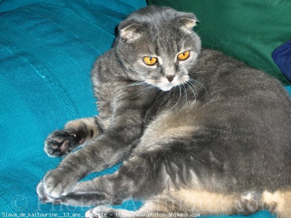 Photo de Scottish fold