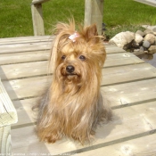 Photo de Yorkshire terrier