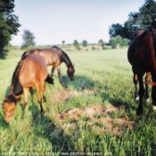 Photo de Races diffrentes