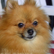 Photo de Spitz moyen