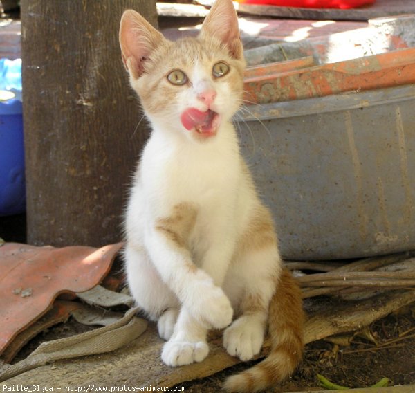 Photo de Chat domestique