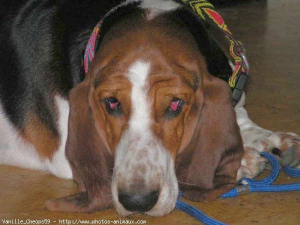 Photo de Basset hound