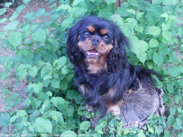 Photo de Cavalier king charles spaniel