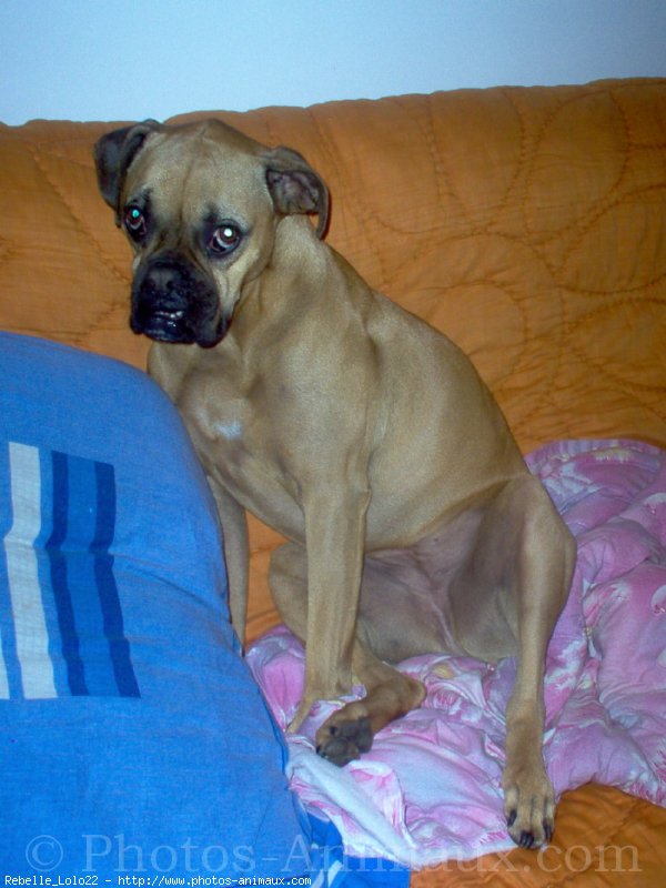 Photo de Boxer