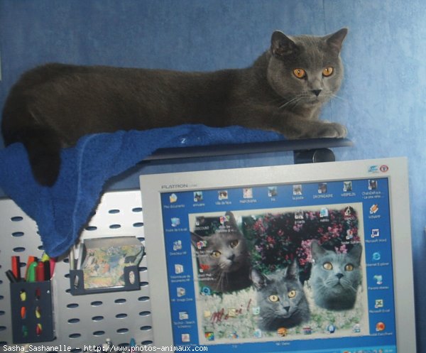 Photo de Chartreux