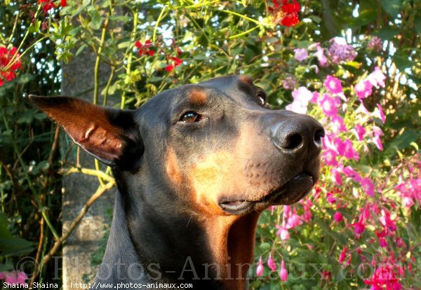 Photo de Dobermann