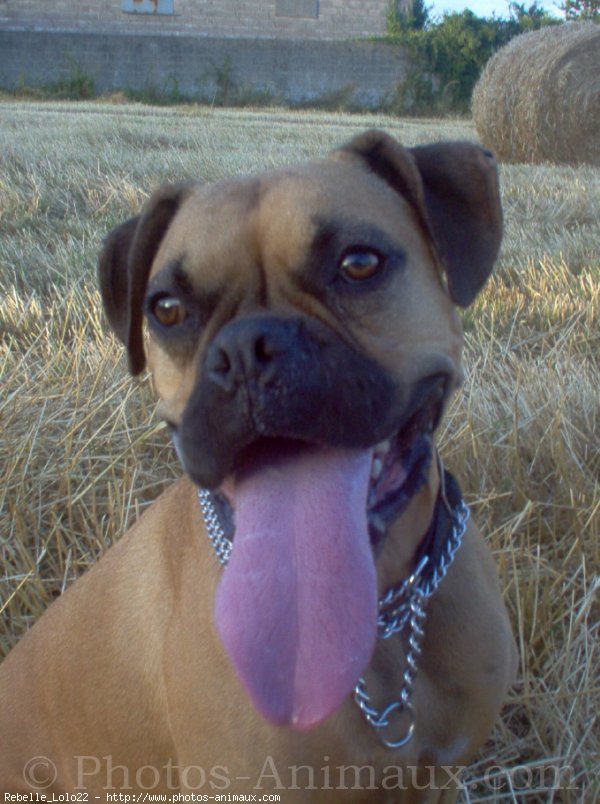 Photo de Boxer