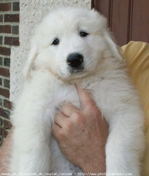 Photo de Chien de montagne des pyrnes