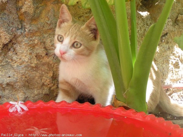 Photo de Chat domestique