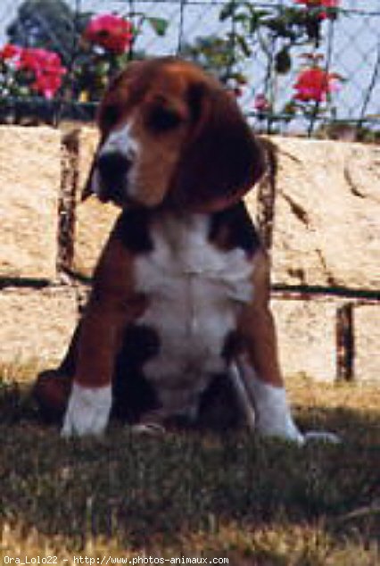 Photo de Beagle