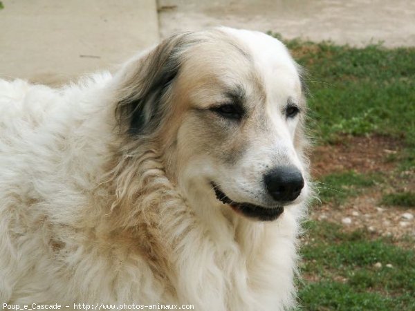 Photo de Chien de montagne des pyrnes