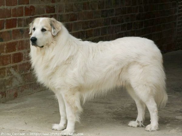 Photo de Chien de montagne des pyrnes