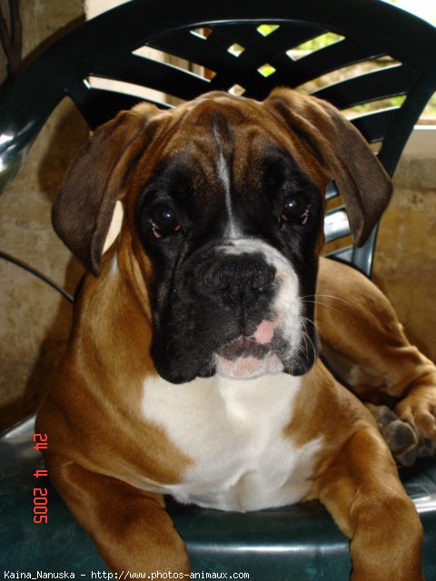 Photo de Boxer