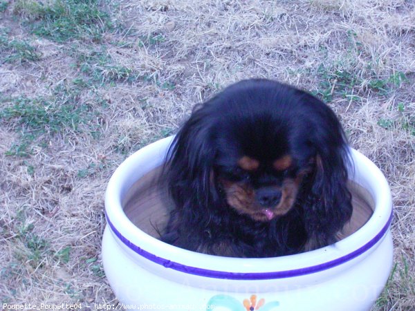 Photo de Cavalier king charles spaniel