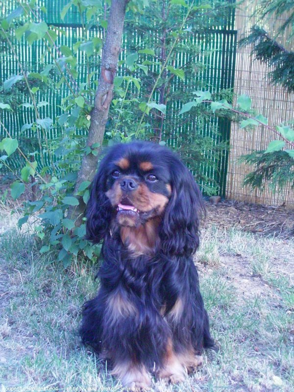 Photo de Cavalier king charles spaniel