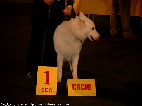 Photo de Berger blanc suisse