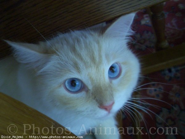 Photo de Ragdoll