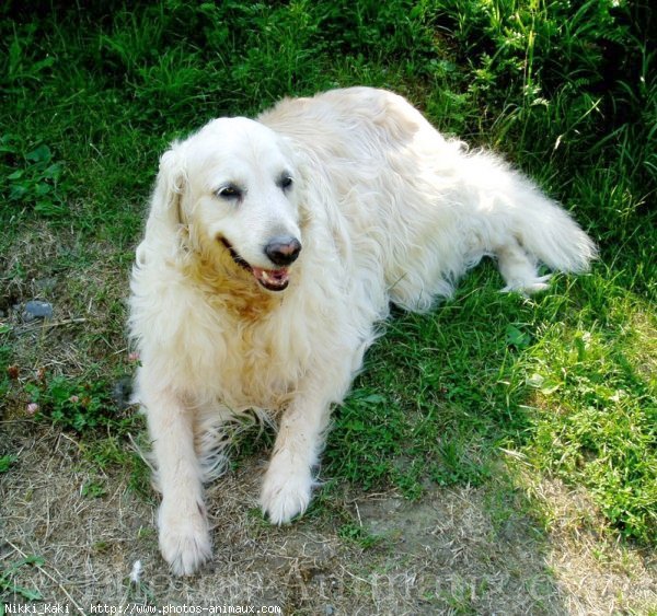 Photo de Golden retriever