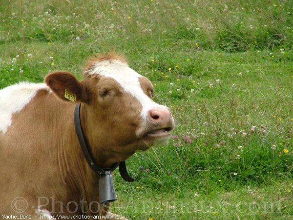 Photo de Vache