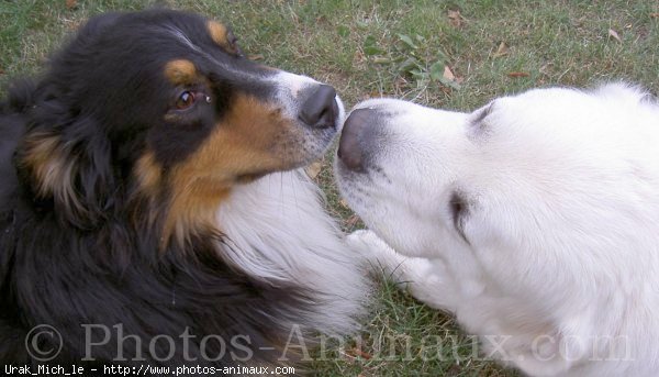 Photo de Chien de berger des tatras