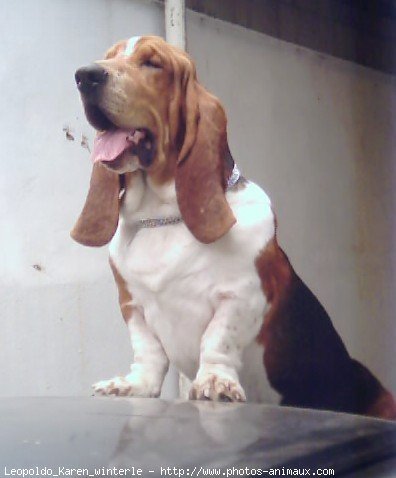 Photo de Basset hound