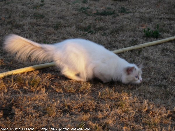 Photo de Ragdoll